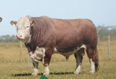 Toro Polled Hereford de la cabaña sobre pastura