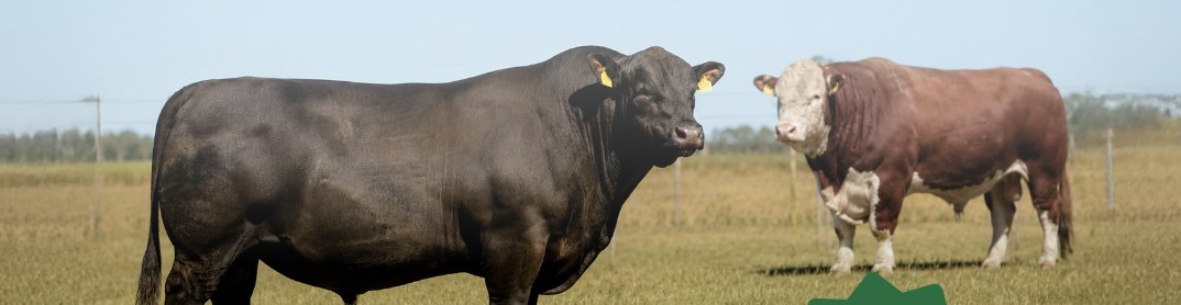 Un Aberdeen Angus y un Polled Hereford de la cabaña sobre pastura