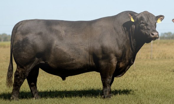 Toro Aberdeen Angus de la cabaña sobre pastura